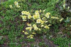 Rhododendron lepidotum